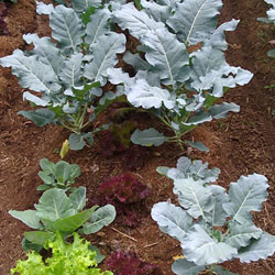 organic vegetables grown in composted sawdust
