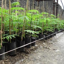 Re-Planting 10,000 Trees per Year