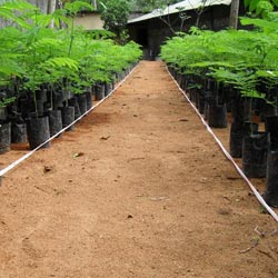 Teak Seedlings Ready for Planting