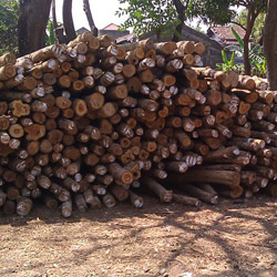 Plantation Teak Wood Branches